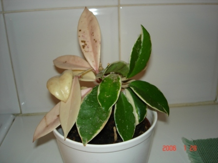 gallery_1428_46264.jpg