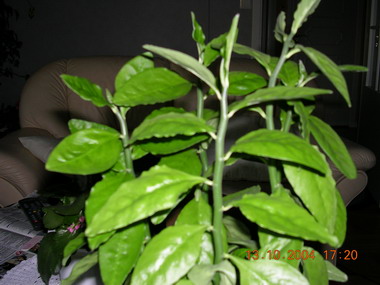 gallery_1429_10551.jpg
