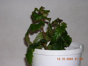 gallery_1429_11774.jpg