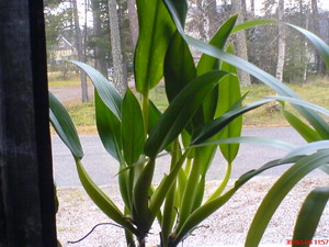 gallery_1429_28689.jpg