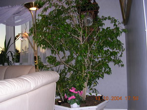 gallery_1429_42865.jpg