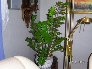 gallery_1429_8169.jpg