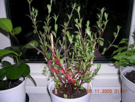 gallery_1429_71177.jpg
