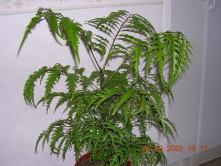 gallery_1429_80948.jpg