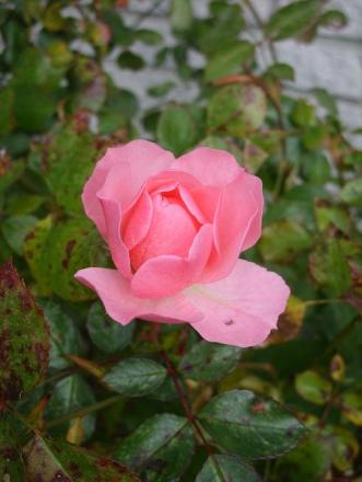gallery_5307_533_43260.jpg