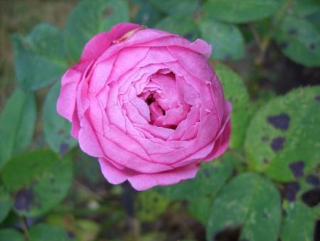 gallery_5307_533_66397.jpg