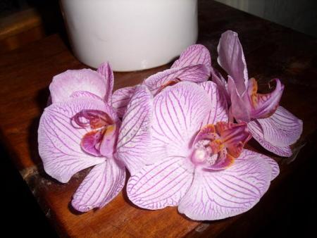 gallery_5307_545_44334.jpg