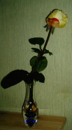 gallery_579_35_141153.jpg