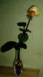tn_gallery_579_35_141153.jpg
