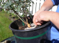gallery_12691_1430_2220.png
