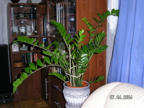 gallery_1429_11836.jpg