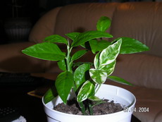 gallery_1429_14045.jpg