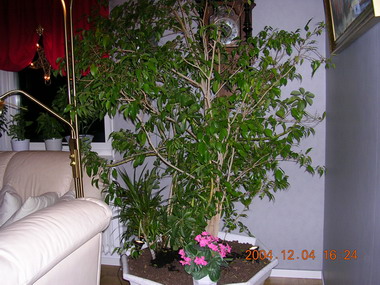 gallery_1429_17465.jpg