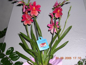 gallery_1429_17831.jpg