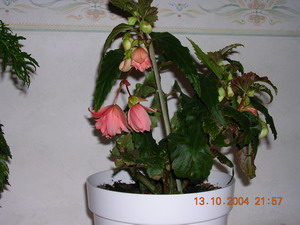 gallery_1429_31676.jpg