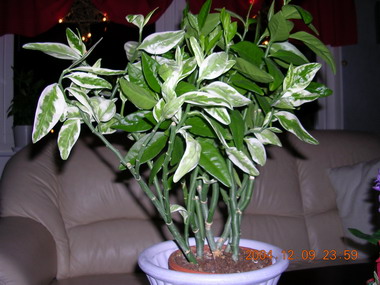 gallery_1429_34492.jpg