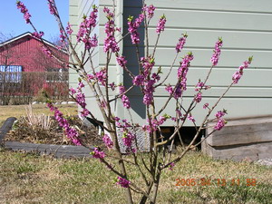 gallery_1429_35539.jpg