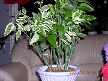 gallery_1429_39184.jpg