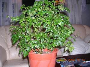 gallery_1429_41555.jpg