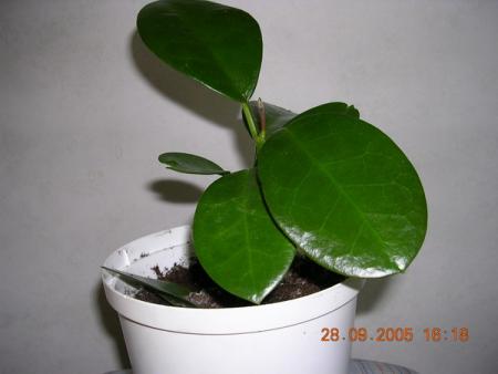 gallery_1429_47204.jpg