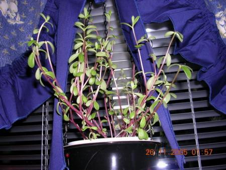 gallery_1429_59011.jpg