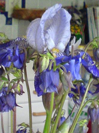 gallery_2895_1438_33360.jpg