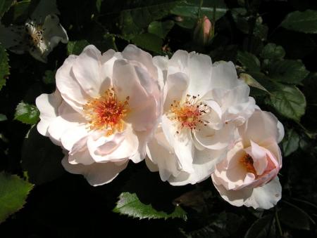 gallery_387_1441_23089.jpg