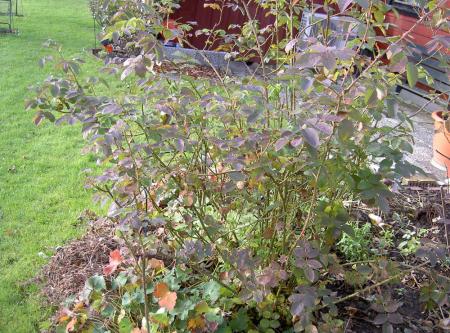 gallery_834_1413_58057.jpg