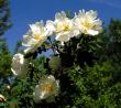 tn_gallery_387_1441_56567.jpg