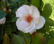 tn_gallery_387_1441_9716.jpg