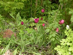gallery_1443_10499.jpg