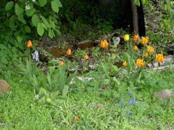 gallery_1443_12471.jpg