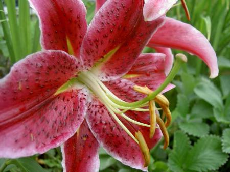 gallery_1444_10980.jpg