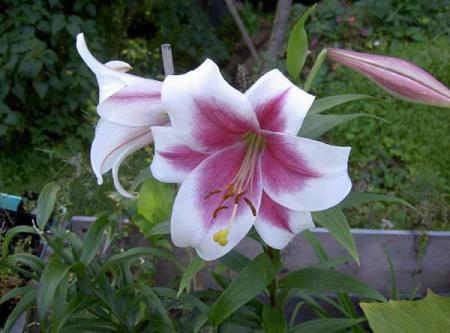 gallery_1444_1205.jpg