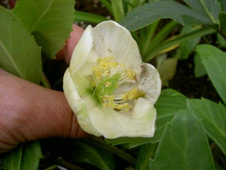 gallery_1444_23748.jpg