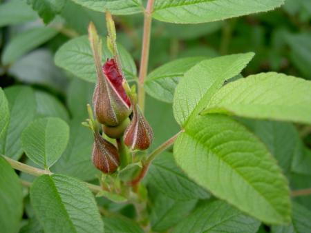 gallery_1444_33265.jpg