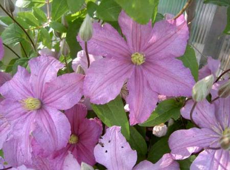 gallery_1444_36692.jpg