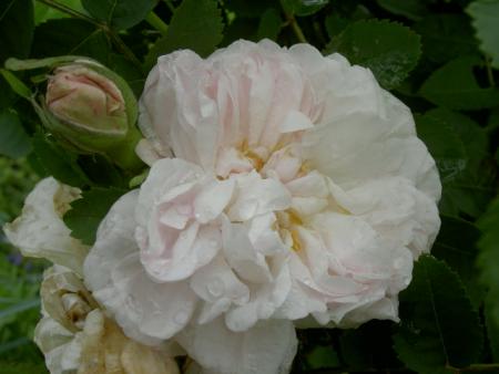 gallery_1444_55651.jpg