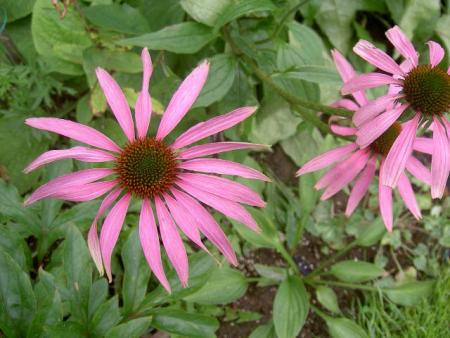 gallery_1444_72523.jpg