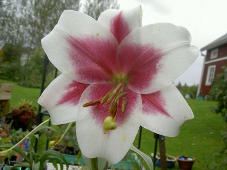 gallery_1444_73281.jpg