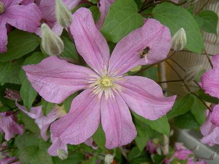 gallery_1445_76680.jpg