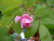 tn_gallery_1444_41356.jpg