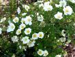 tn_gallery_387_1441_26750.jpg