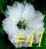 gallery_1448_172.jpg