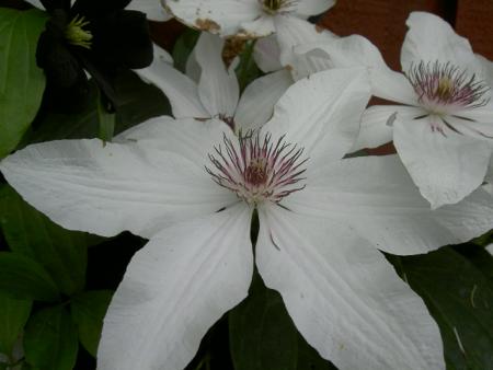 gallery_1445_46368.jpg