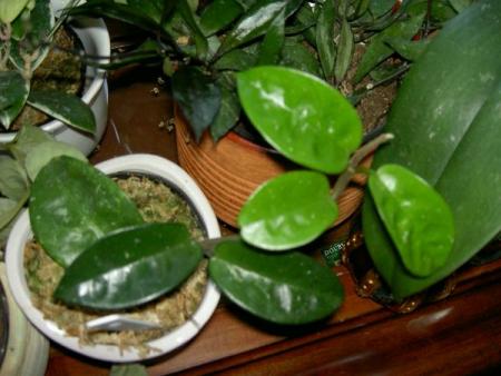 gallery_1450_25551.jpg