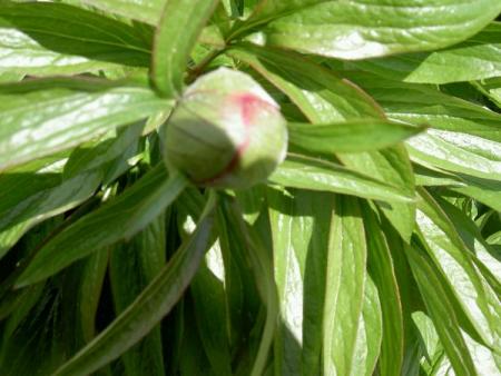 gallery_1451_17346.jpg