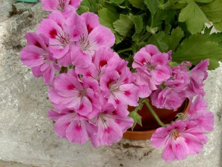 gallery_1452_13591.jpg