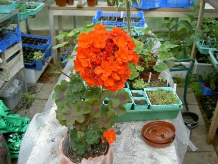 gallery_1452_65164.jpg