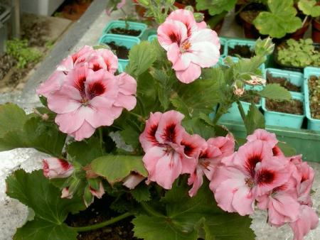 gallery_1452_69669.jpg